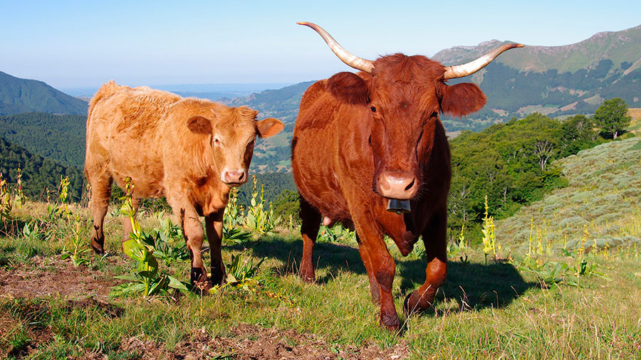 коровы пасутся на горах