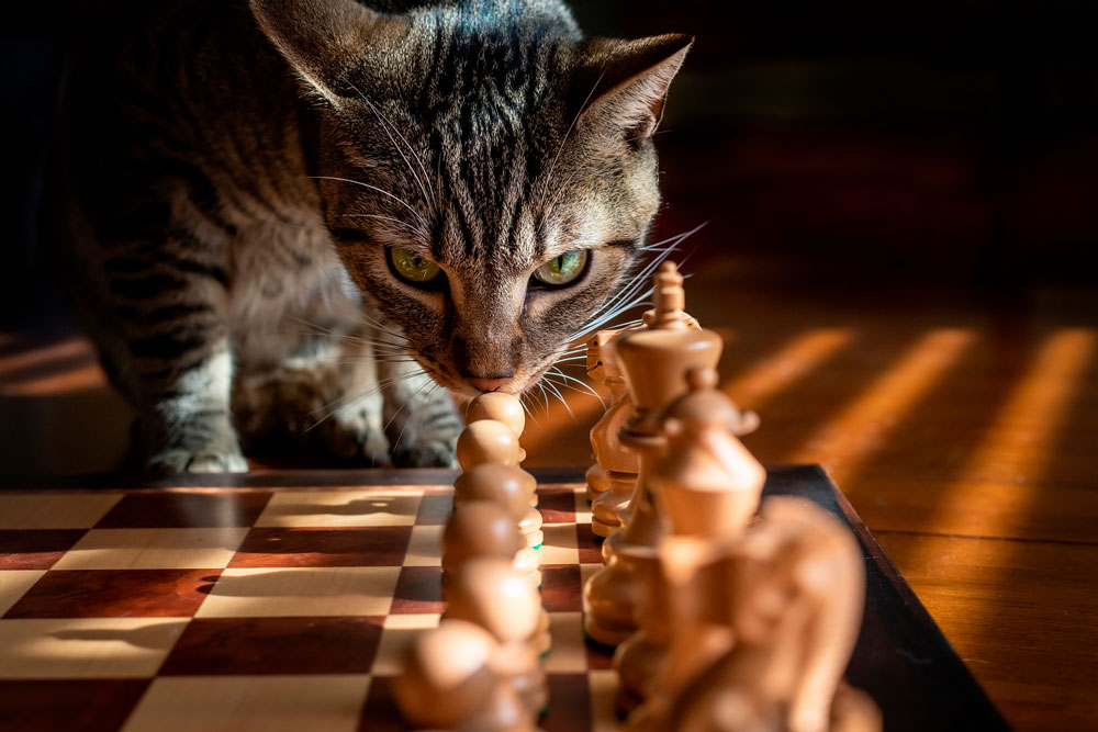 шахматы для ясности ума